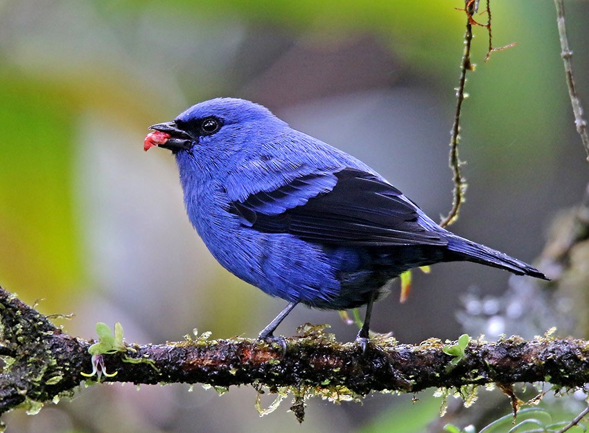 Blue-and-black Tanager - Roger Ahlman