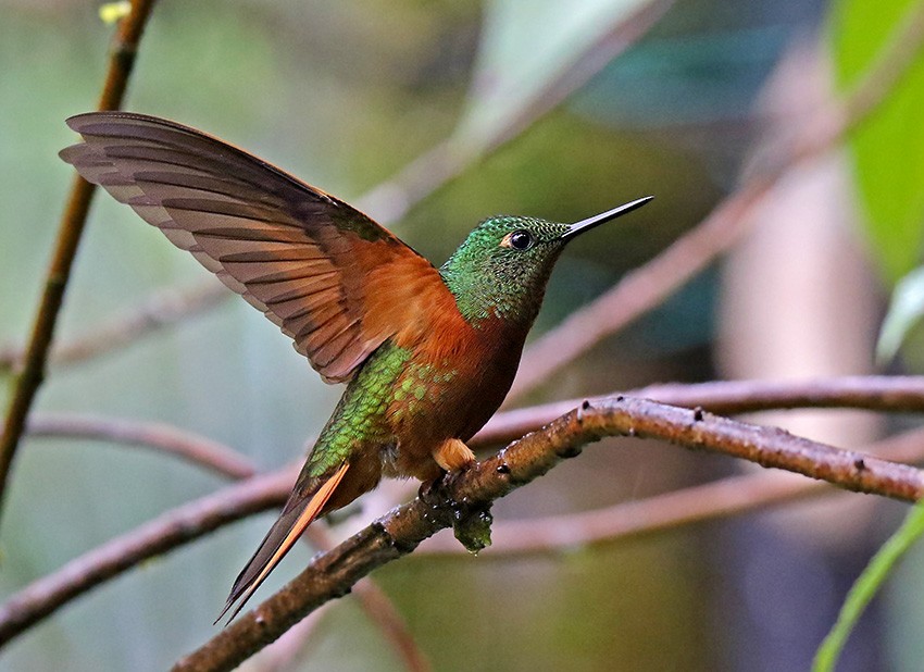 kolibřík peruánský - ML63071521