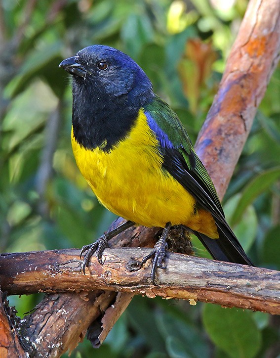 Black-chested Mountain Tanager - ML63071651