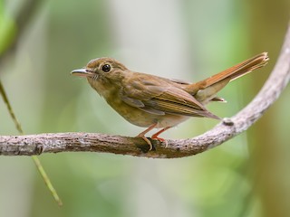 - Nicobar Jungle Flycatcher