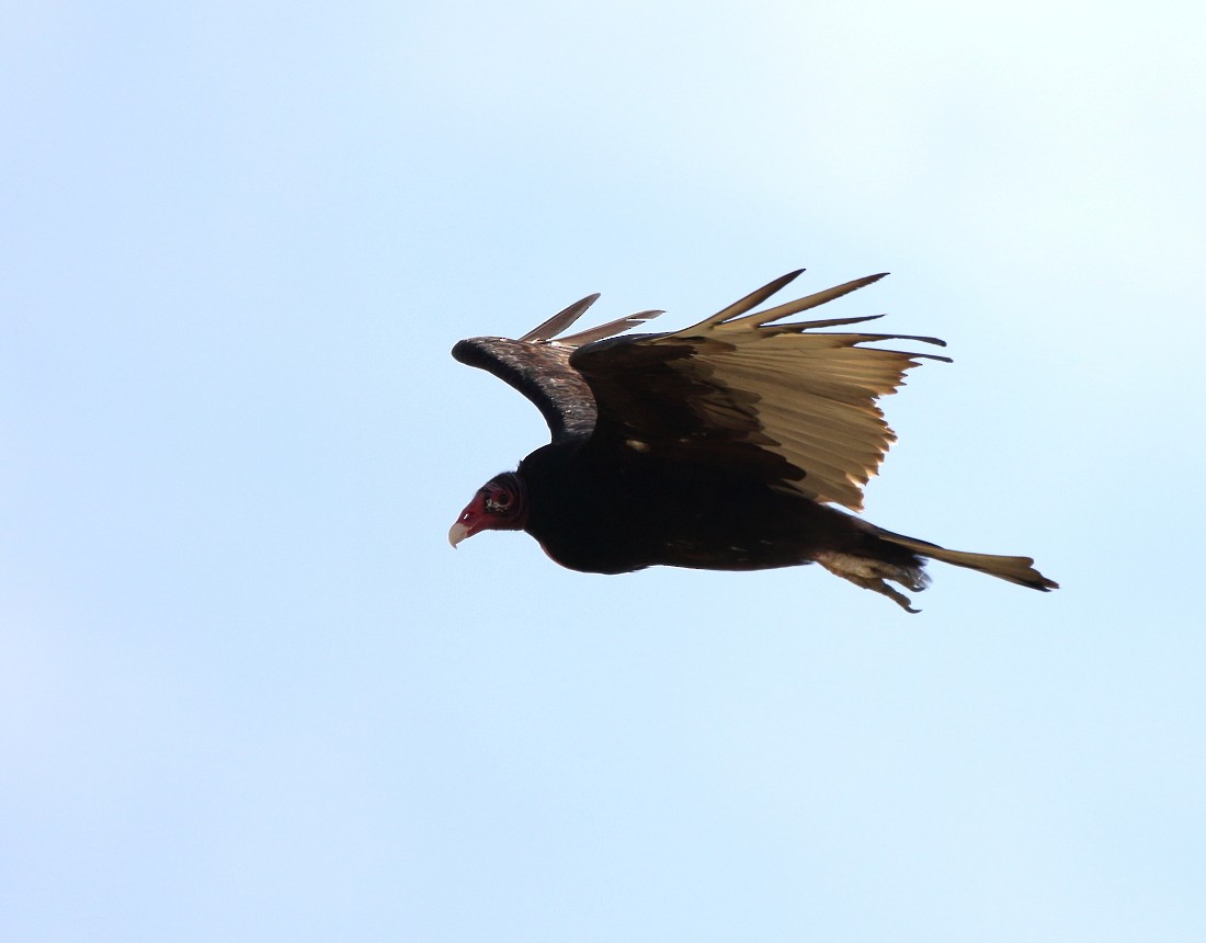 Turkey Vulture - ML63073471