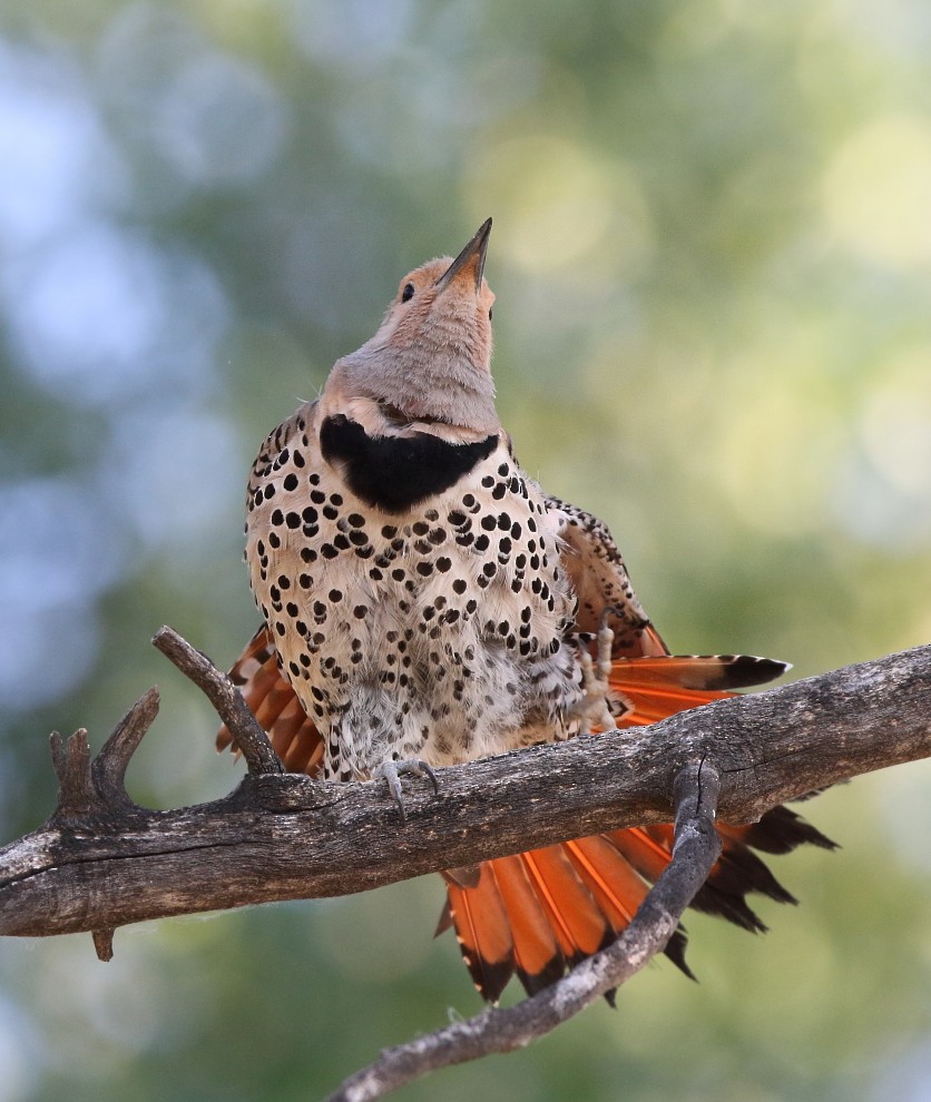 Northern Flicker (Yellow-shafted x Red-shafted) - Nick Saunders