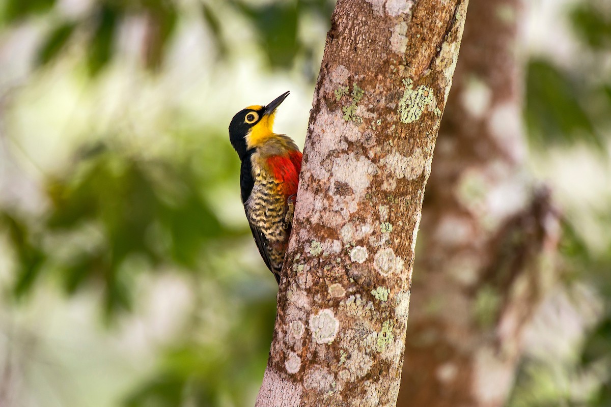 Yellow-fronted Woodpecker - Leonardo Merçon / Instituto Últimos Refúgios