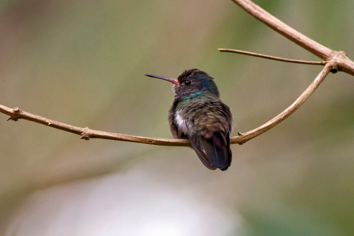 kolibřík savanový - ML63074481