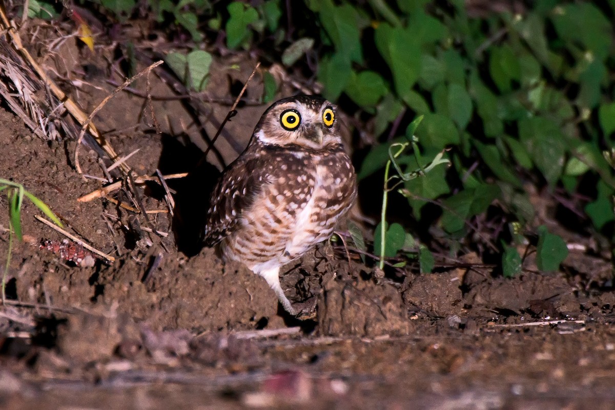 Burrowing Owl - ML63074491
