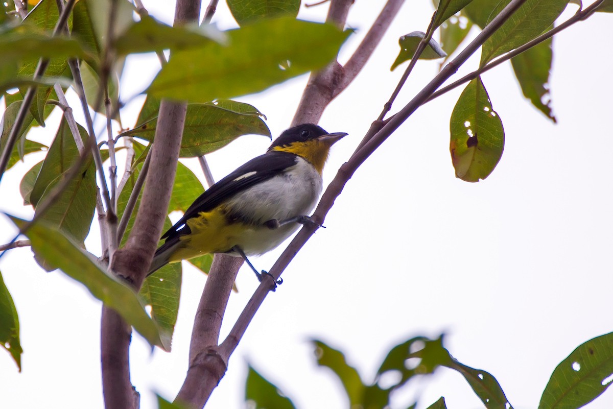 Yellow-backed Tanager - ML63074501