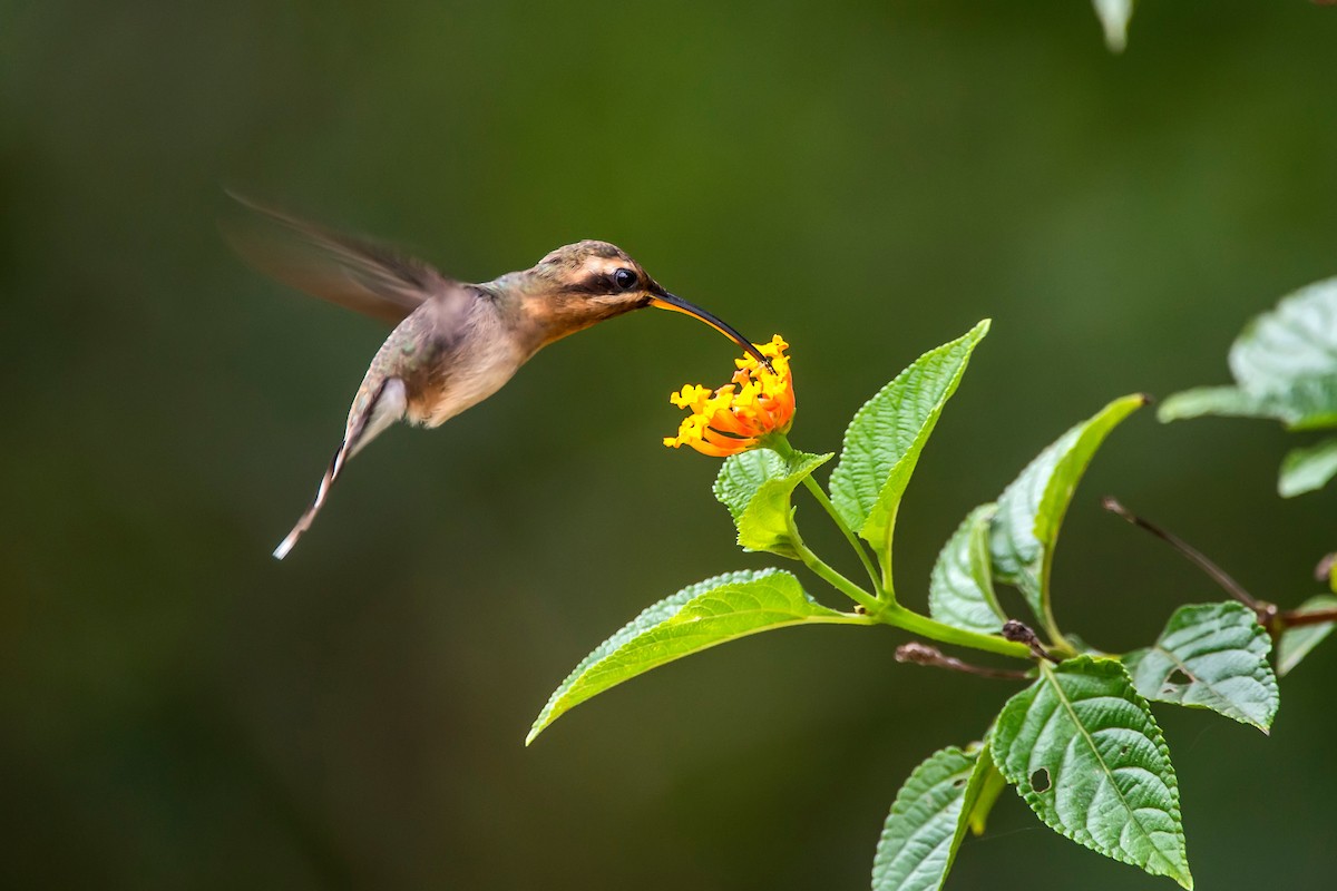 kolibřík hnědohrdlý - ML63074611