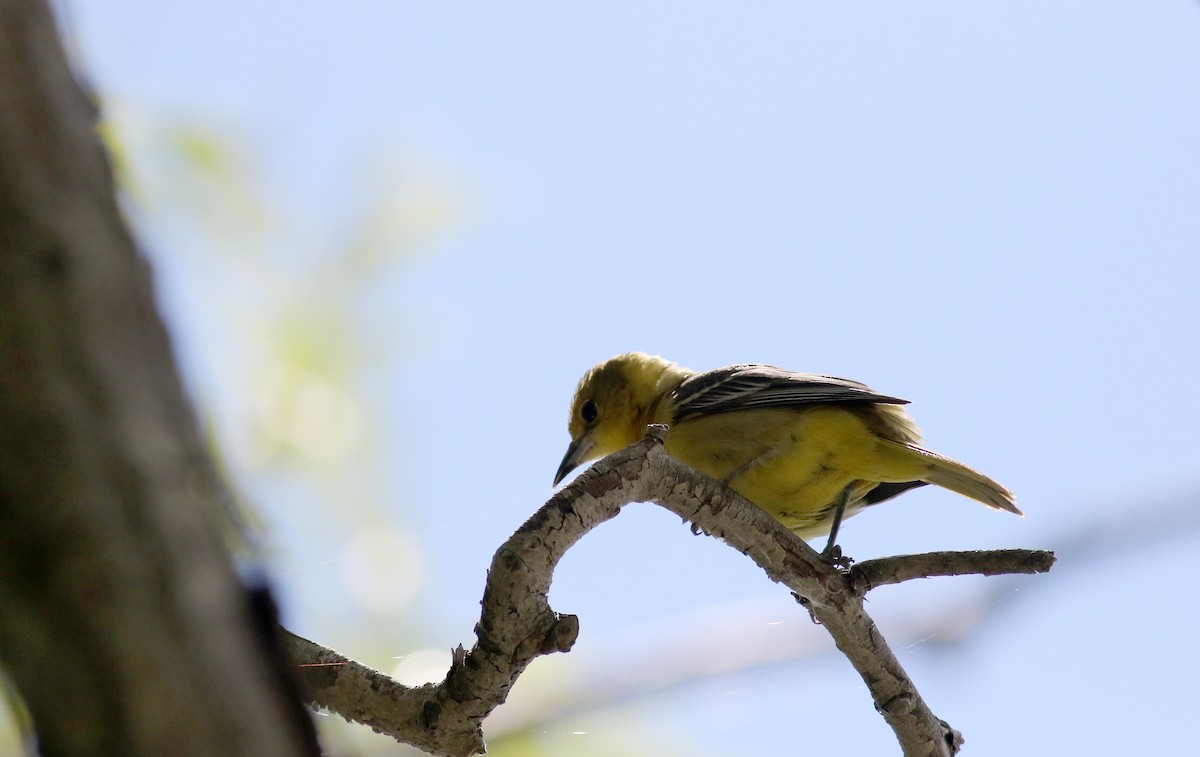 Orchard Oriole - ML63075291