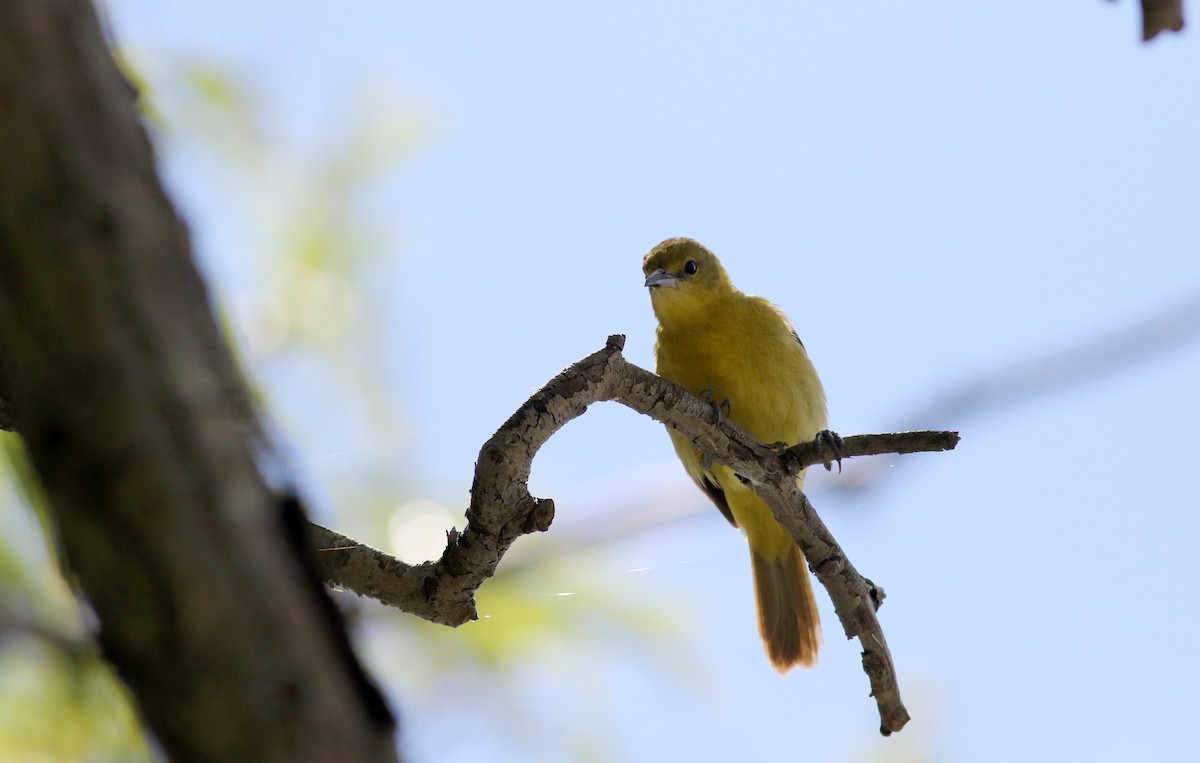 Orchard Oriole - ML63075311