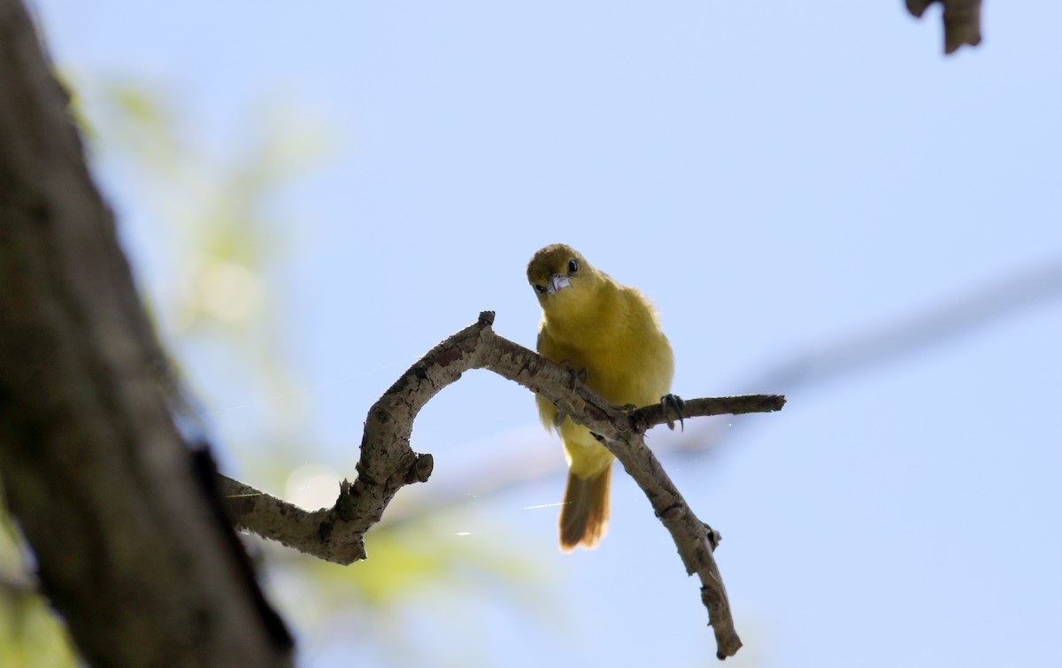 Orchard Oriole - ML63075321