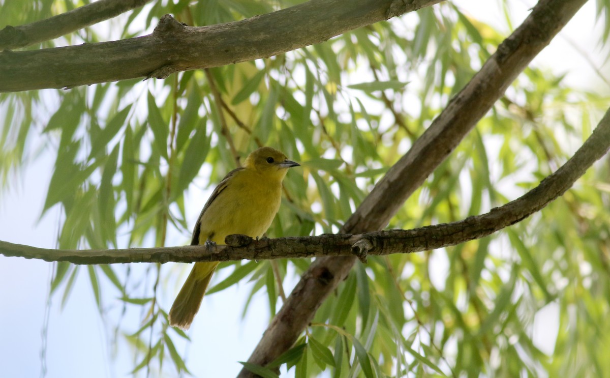 Orchard Oriole - ML63075371