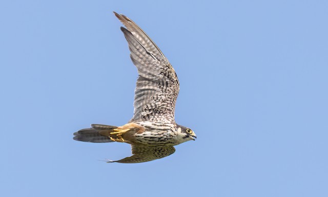 Undergoing Definitive Prebasic Molt (subspecies <em class="SciName notranslate">subbuteo</em>). - Eurasian Hobby - 