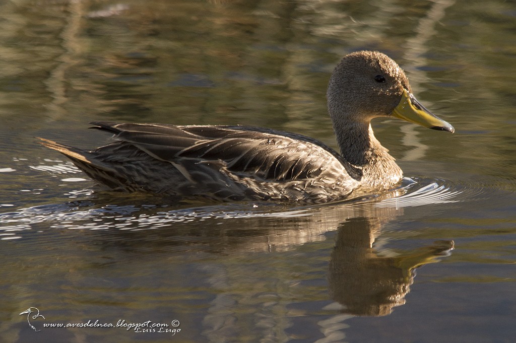 Yellow-billed Pintail - Marcelo Allende
