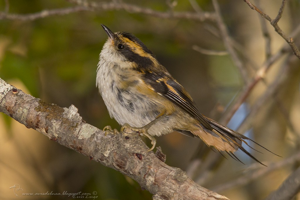 Thorn-tailed Rayadito - Marcelo Allende