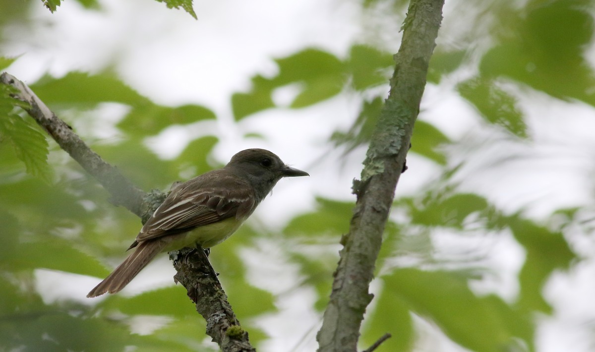 Great Crested Flycatcher - ML63077771
