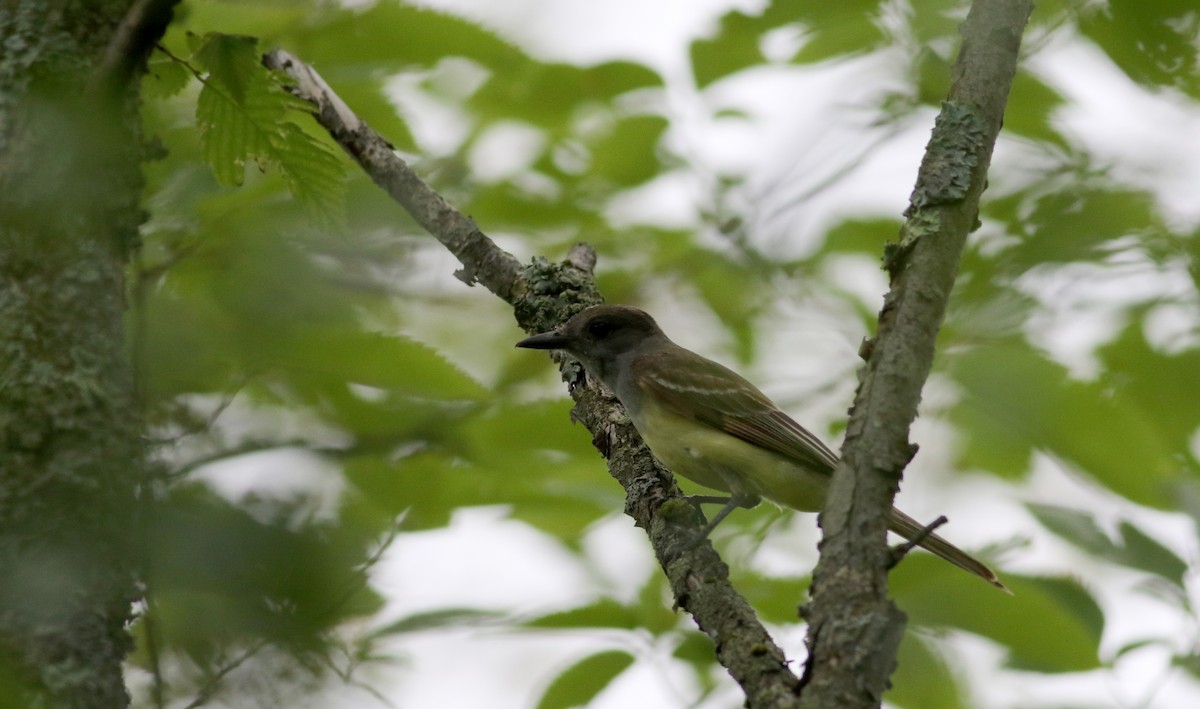 Great Crested Flycatcher - ML63077781