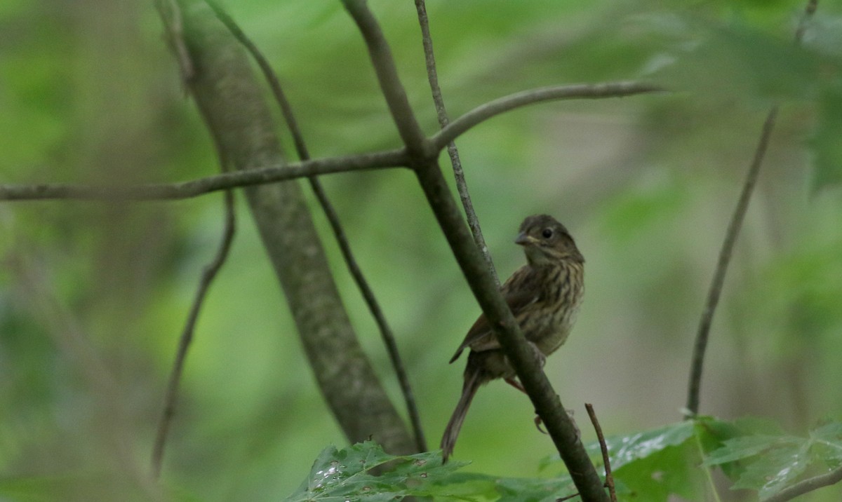 Swamp Sparrow - ML63077861