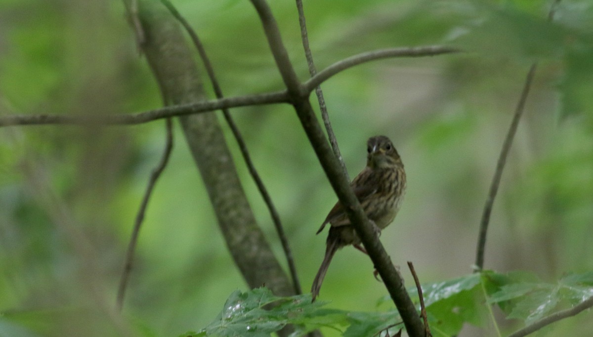 Swamp Sparrow - ML63077871