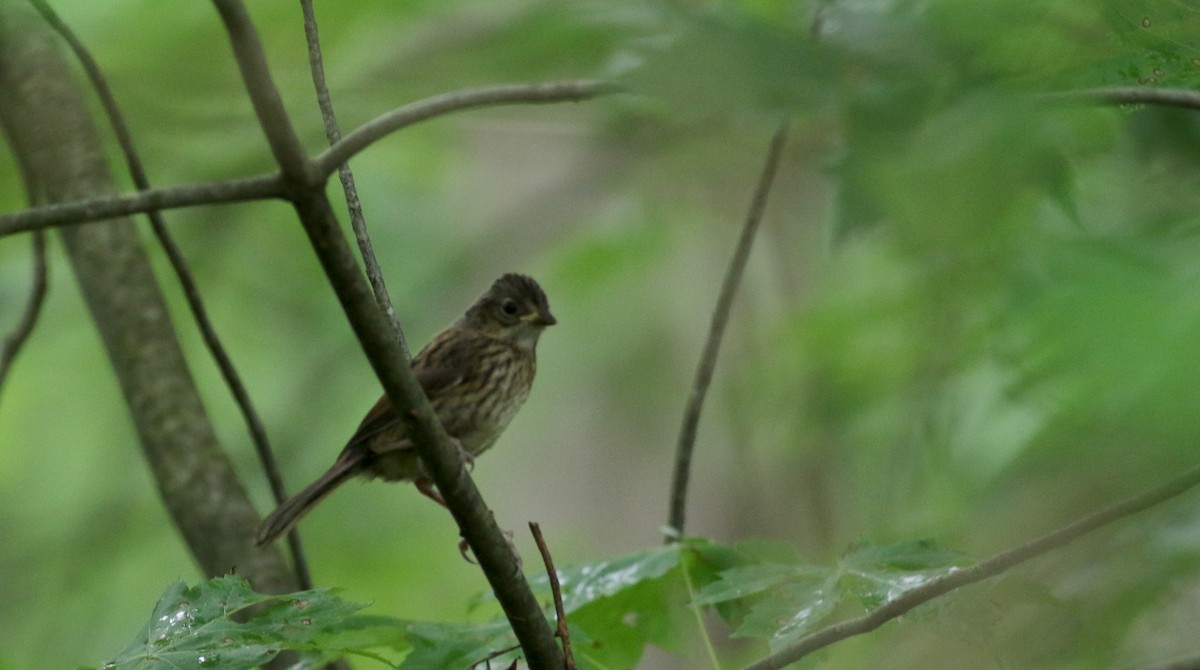 Swamp Sparrow - ML63077881