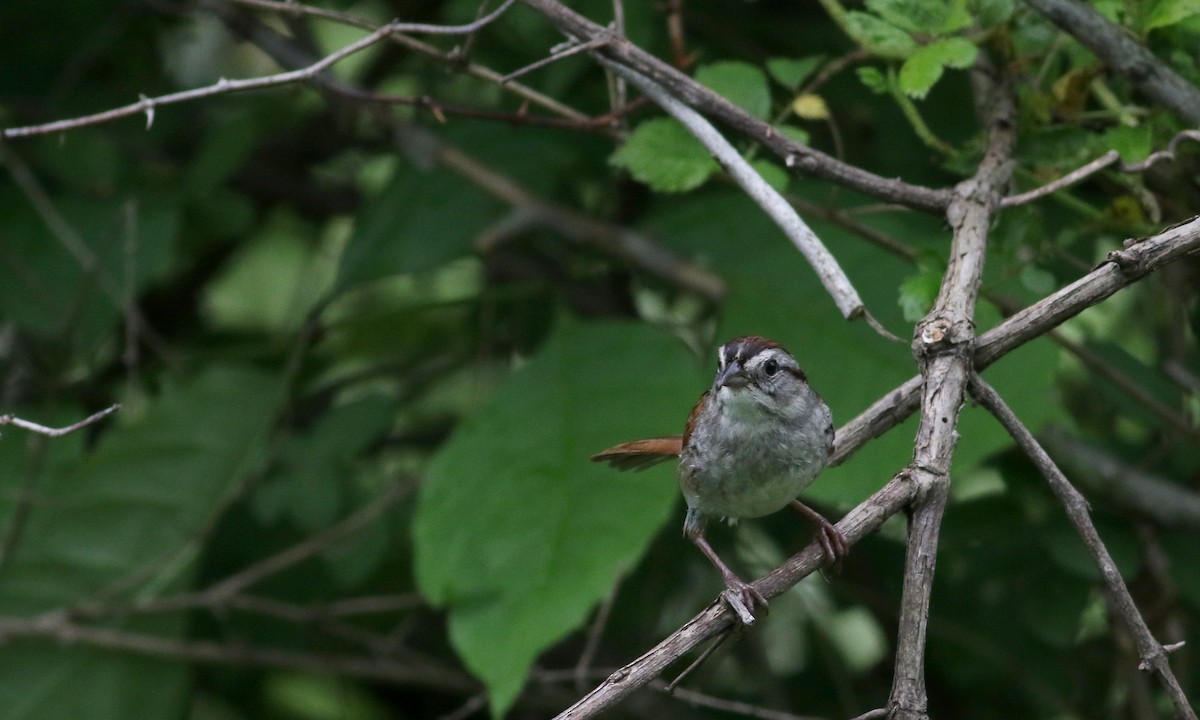 Swamp Sparrow - ML63077901
