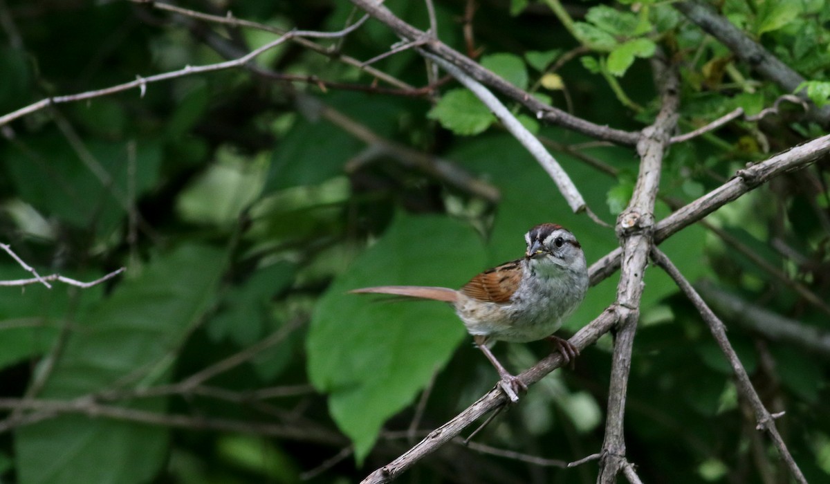 Swamp Sparrow - ML63077911