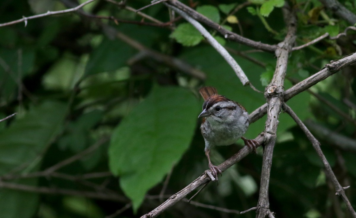 Swamp Sparrow - ML63077931