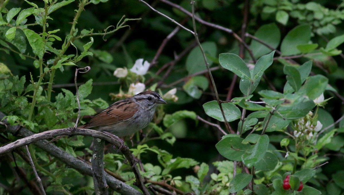 Swamp Sparrow - Jay McGowan
