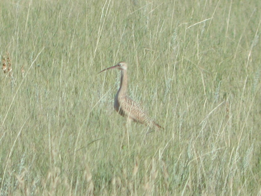 Long-billed Curlew - ML63079301
