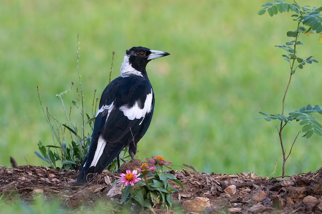 Australian Magpie