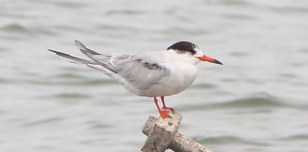 Common Tern - ML63081401