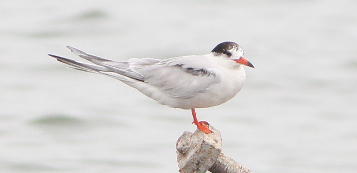 Common Tern - ML63081421