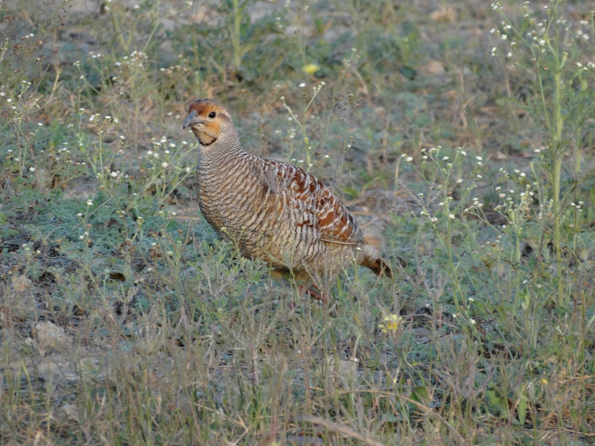 Gray Francolin - Able Lawrence