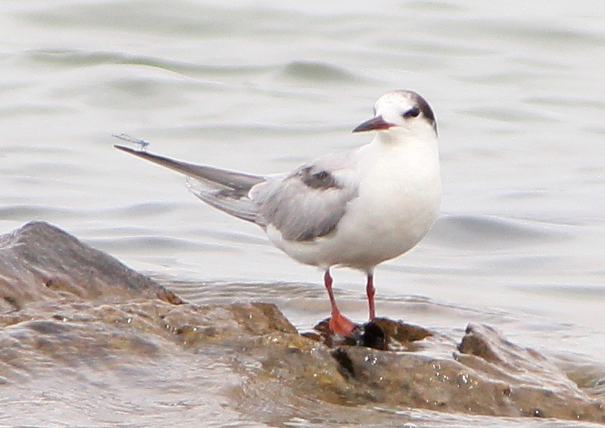 Common Tern - Dave Spier