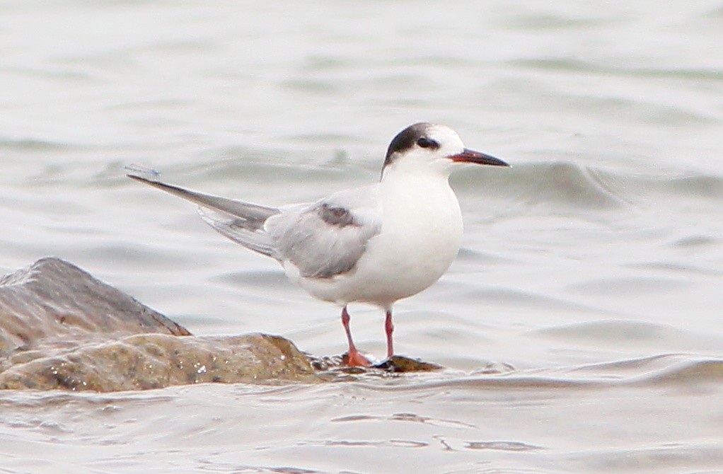 Common Tern - ML63081511