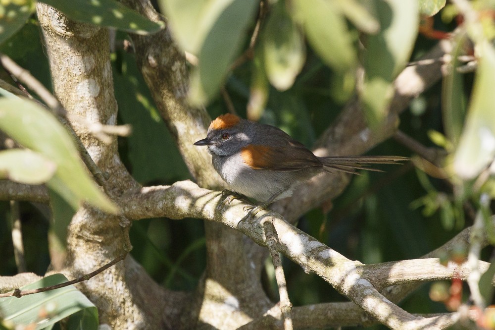 Dark-breasted Spinetail - Silvia Faustino Linhares