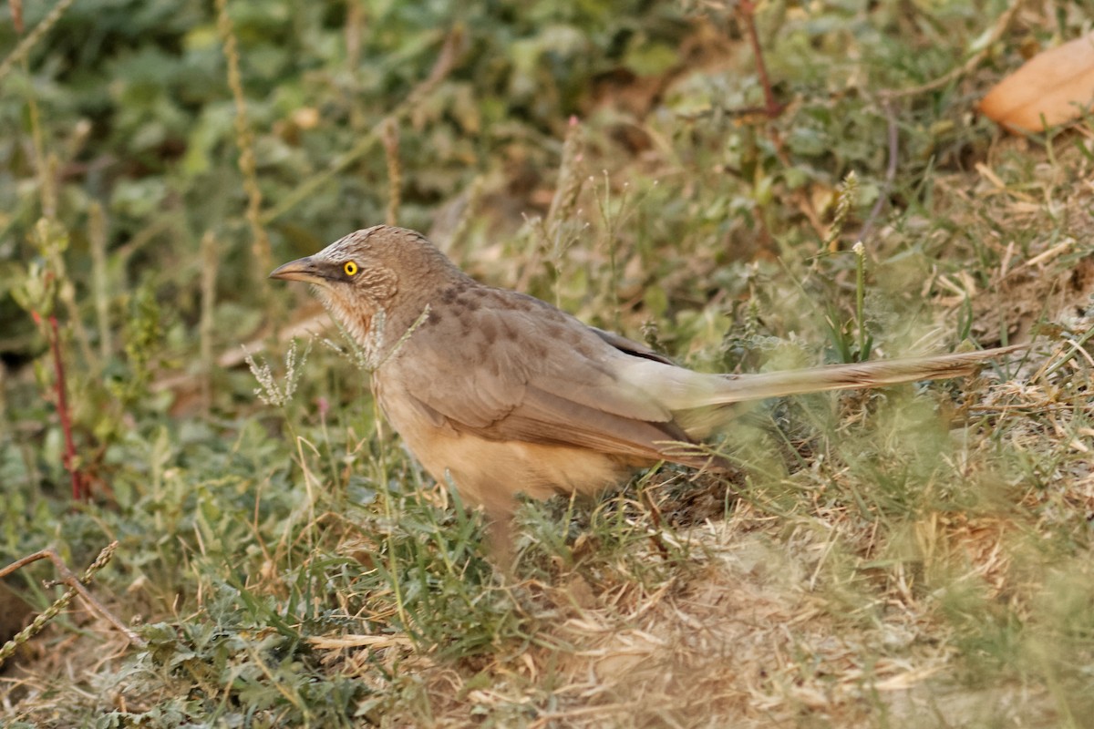 Large Gray Babbler - Able Lawrence