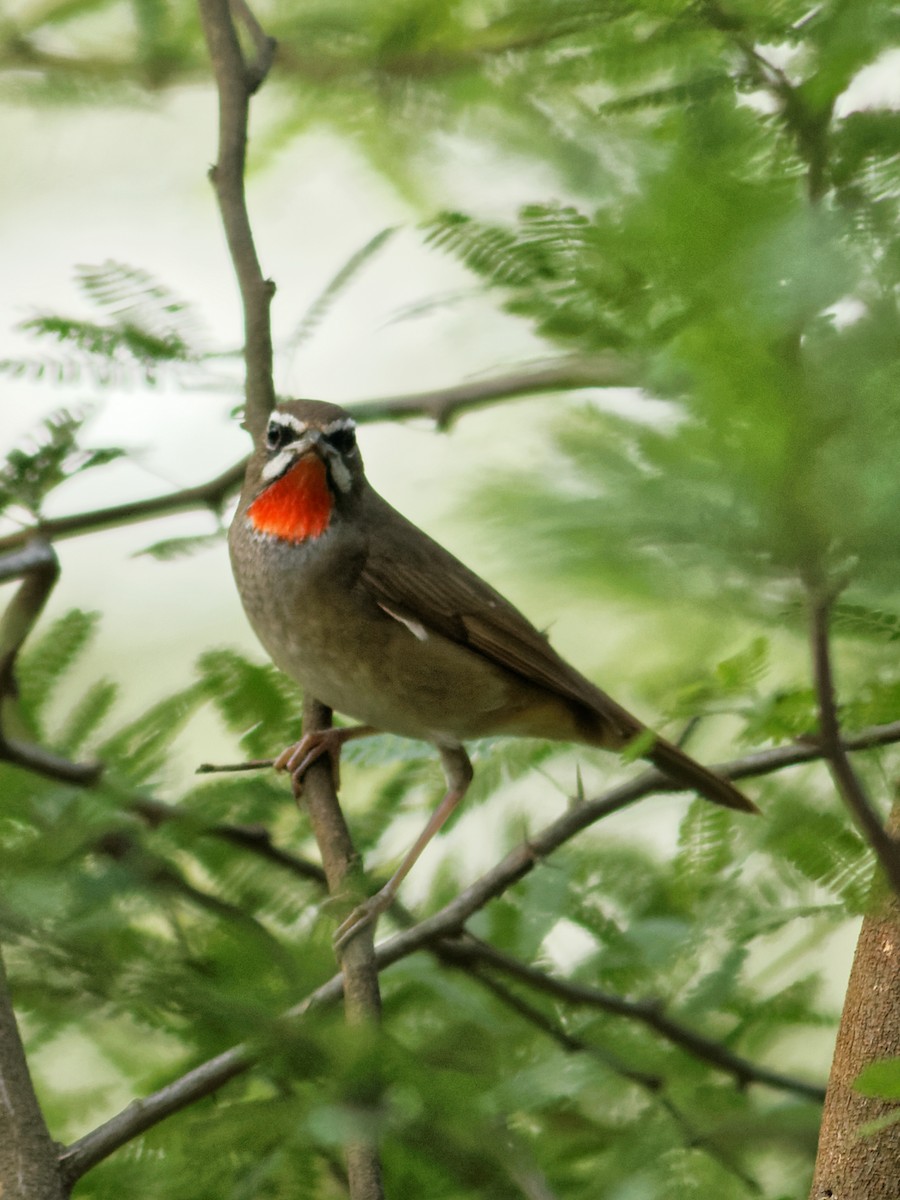 Siberian Rubythroat - Able Lawrence