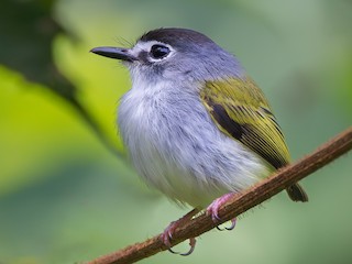  - Black-capped Pygmy-Tyrant