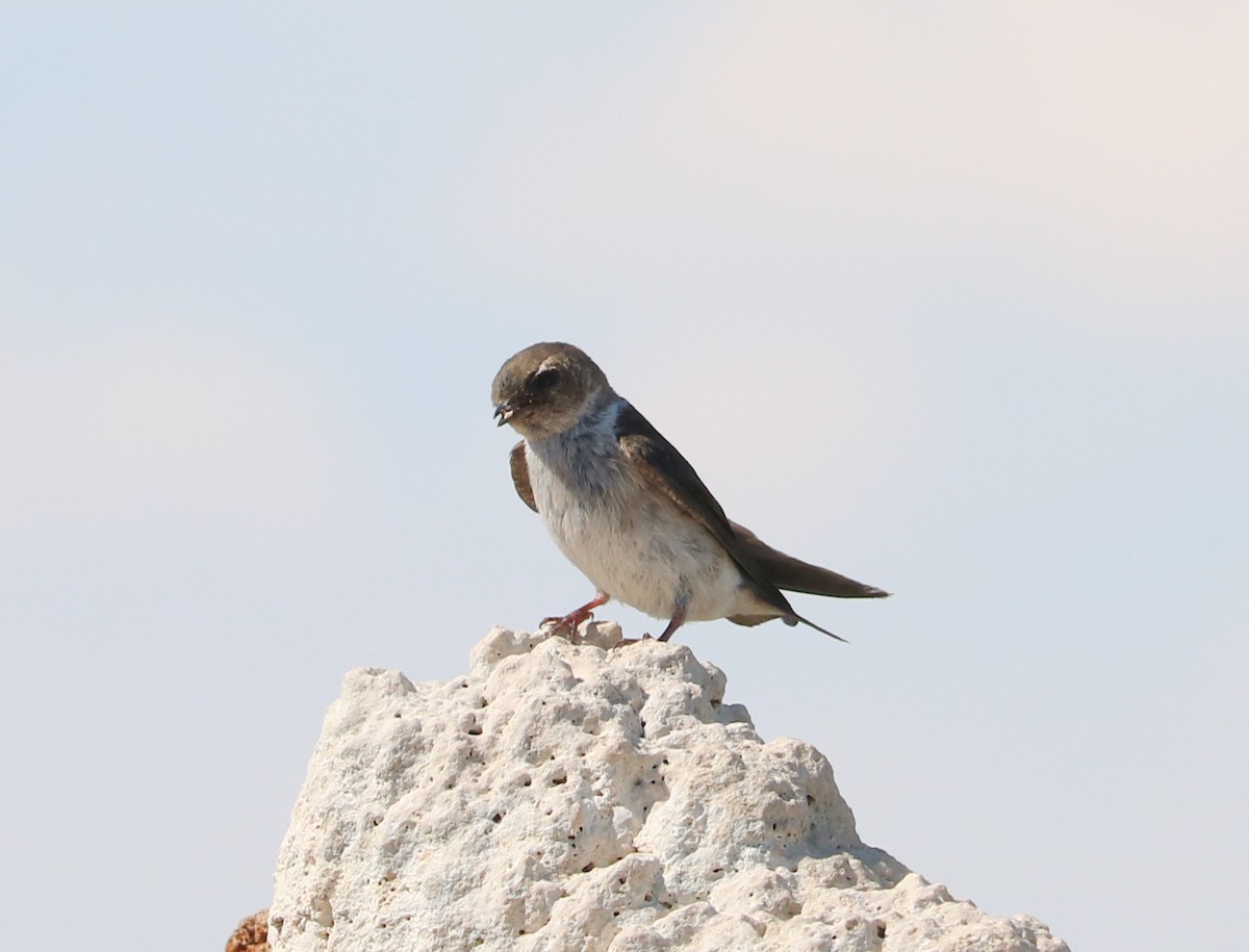 Northern Rough-winged Swallow - Arav and Aranya Karighattam