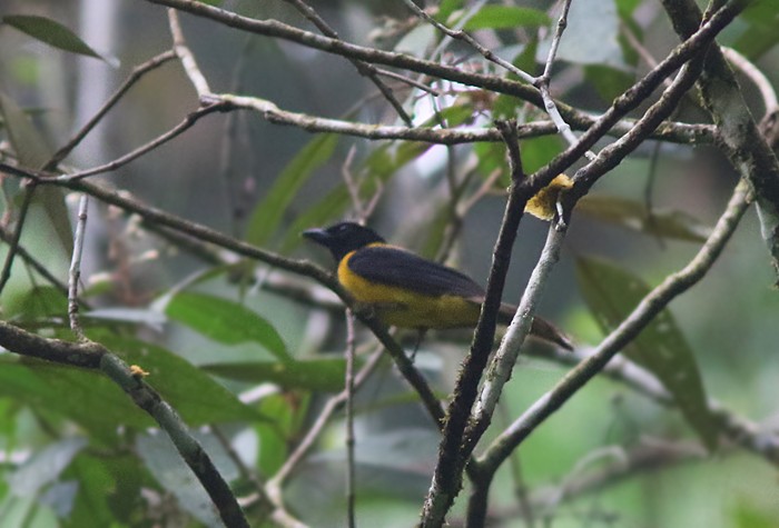Black-throated Shrike-Tanager - ML63087591