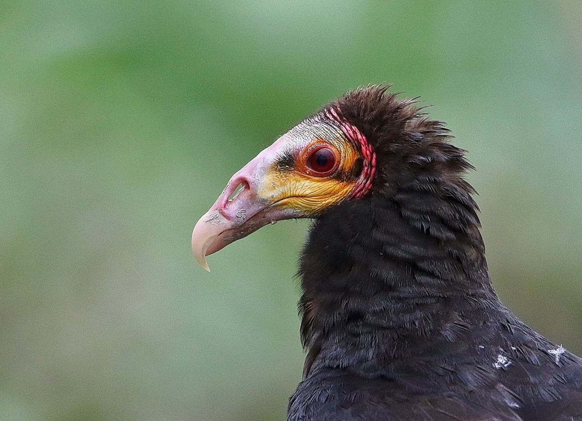Greater Yellow-headed Vulture - ML63088001