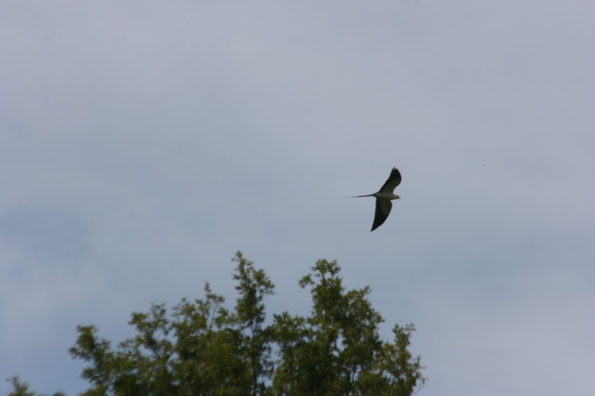 Swallow-tailed Kite - Ryan Terrill