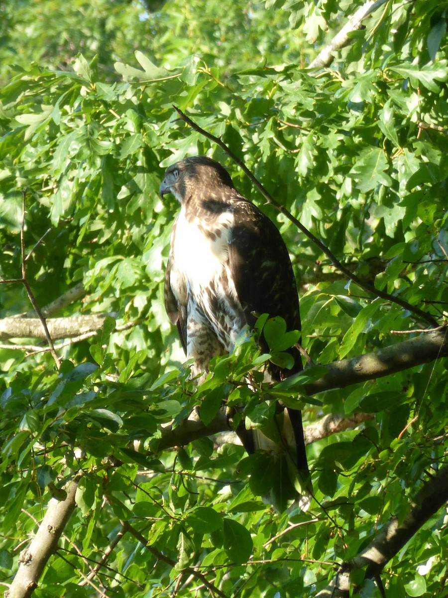 Red-tailed Hawk - ML63093081