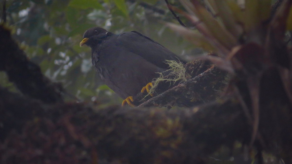Band-tailed Pigeon - ML63093711