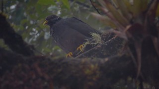 Band-tailed Pigeon, ML63093711