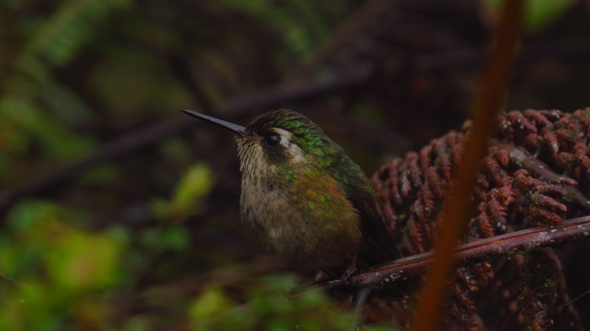 Speckled Hummingbird - ML63093741