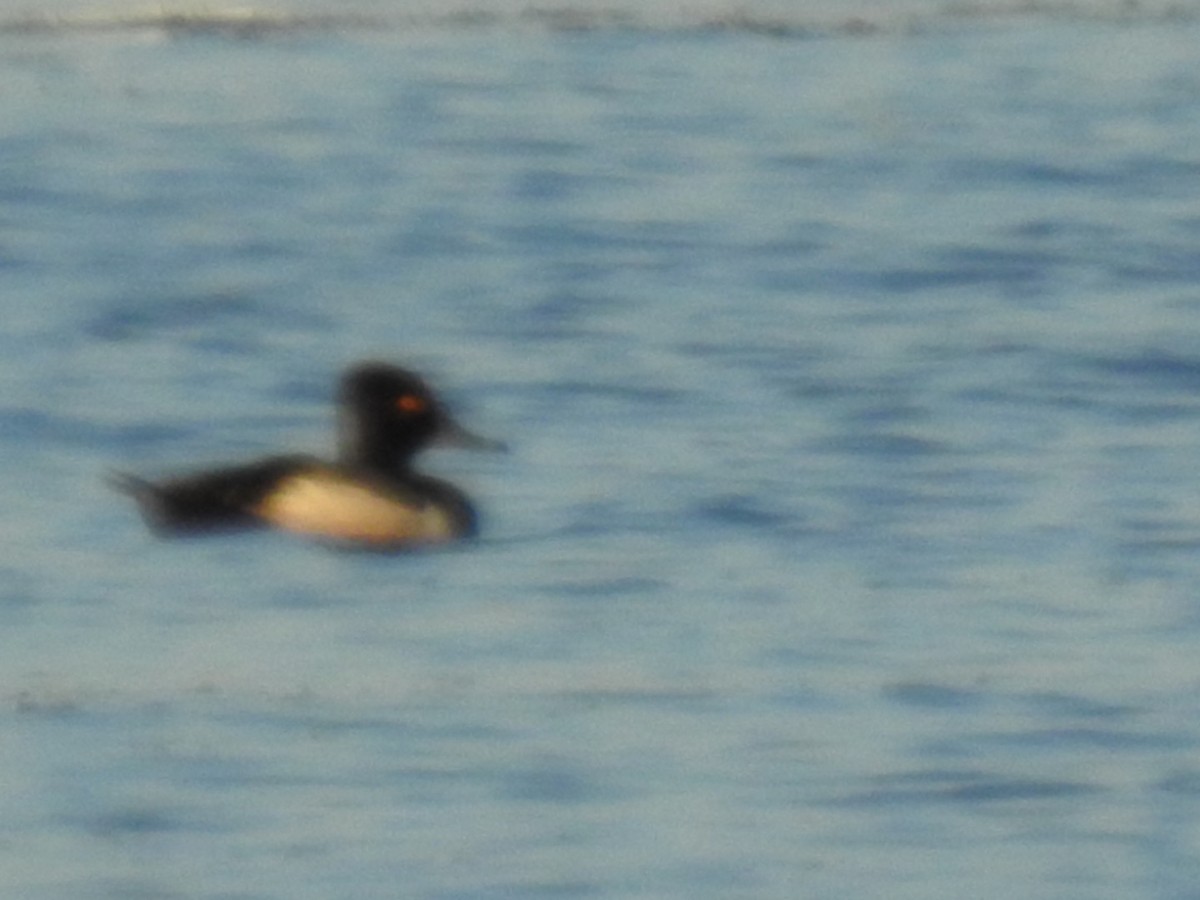 Ring-necked Duck - ML63094201