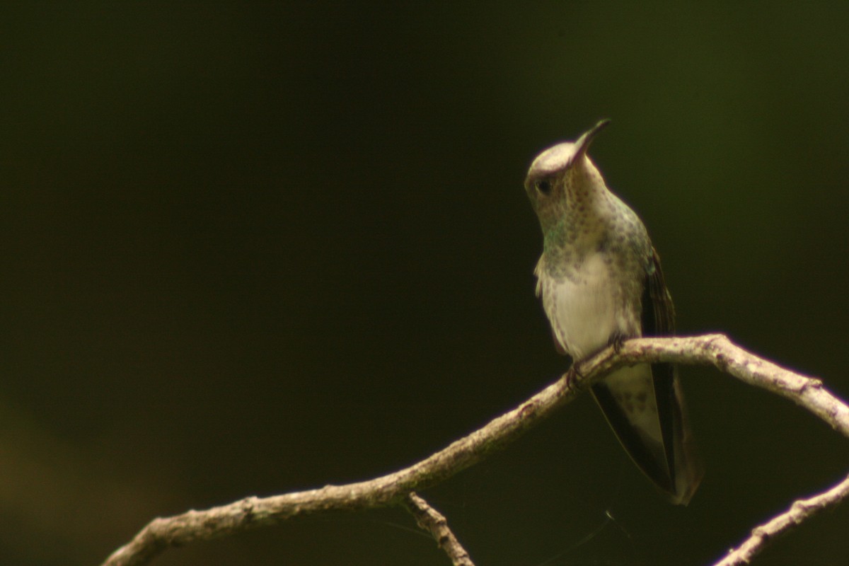 White-bellied Hummingbird - Ryan Terrill