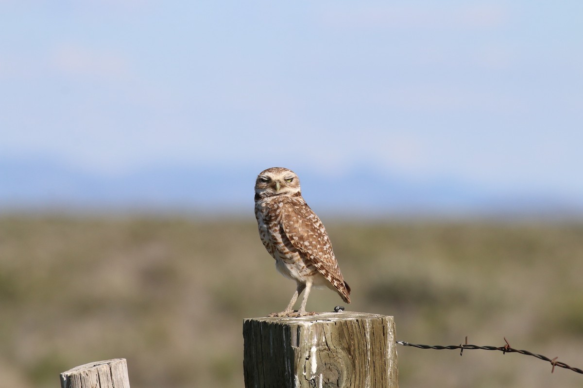 Burrowing Owl - ML63097431