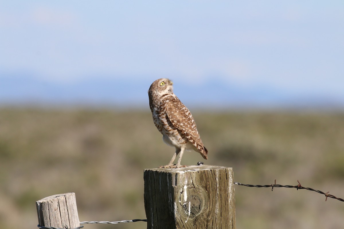 Burrowing Owl - ML63097441